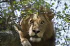 01 Male Lion in Tree